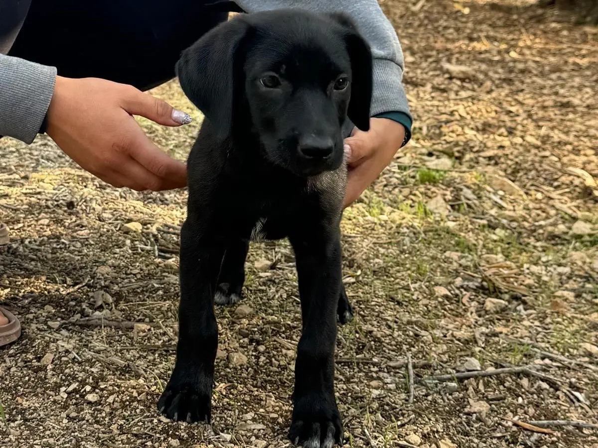 Adotta un cane, maschio, 2 mesi, Bari