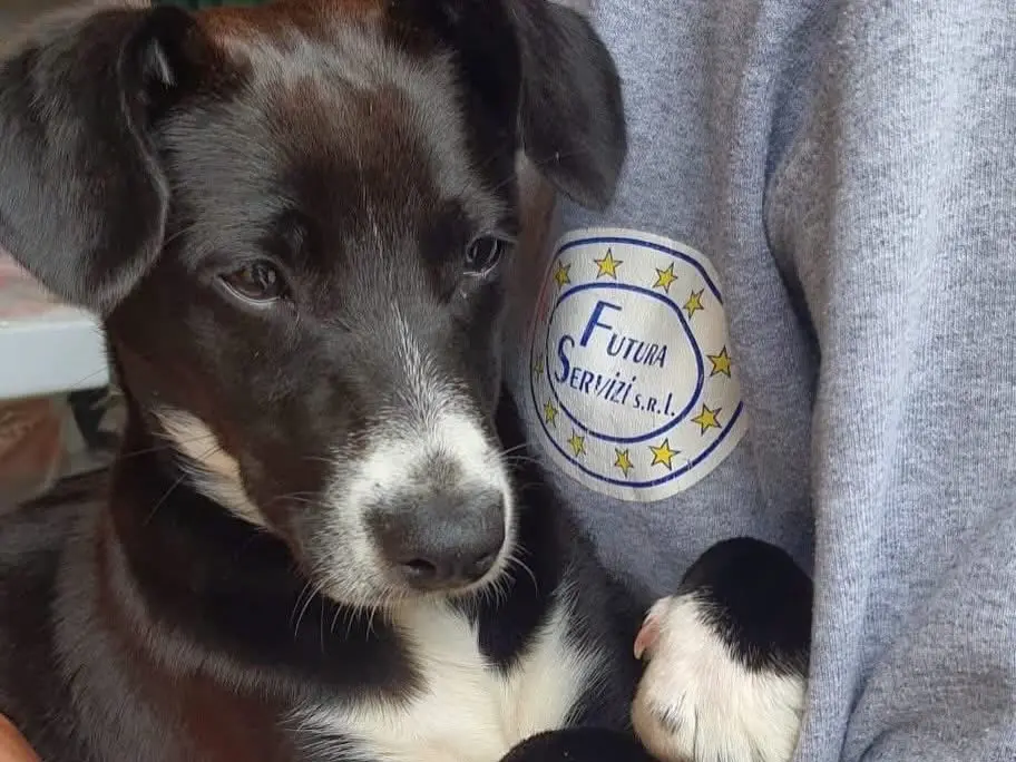 Adotta un cane, taglia piccola, femmina, Latina