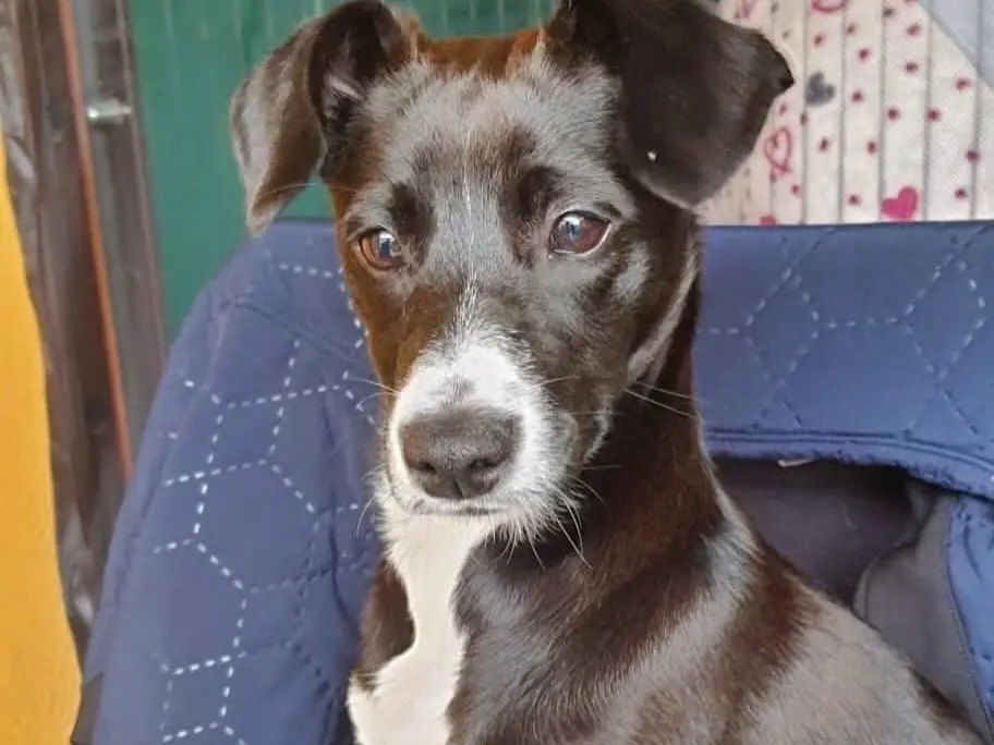 Adozione cane, femmina, Razza sconosciuta Razza sconosciuta, 6 anni e 1 mese, taglia piccola, Latina