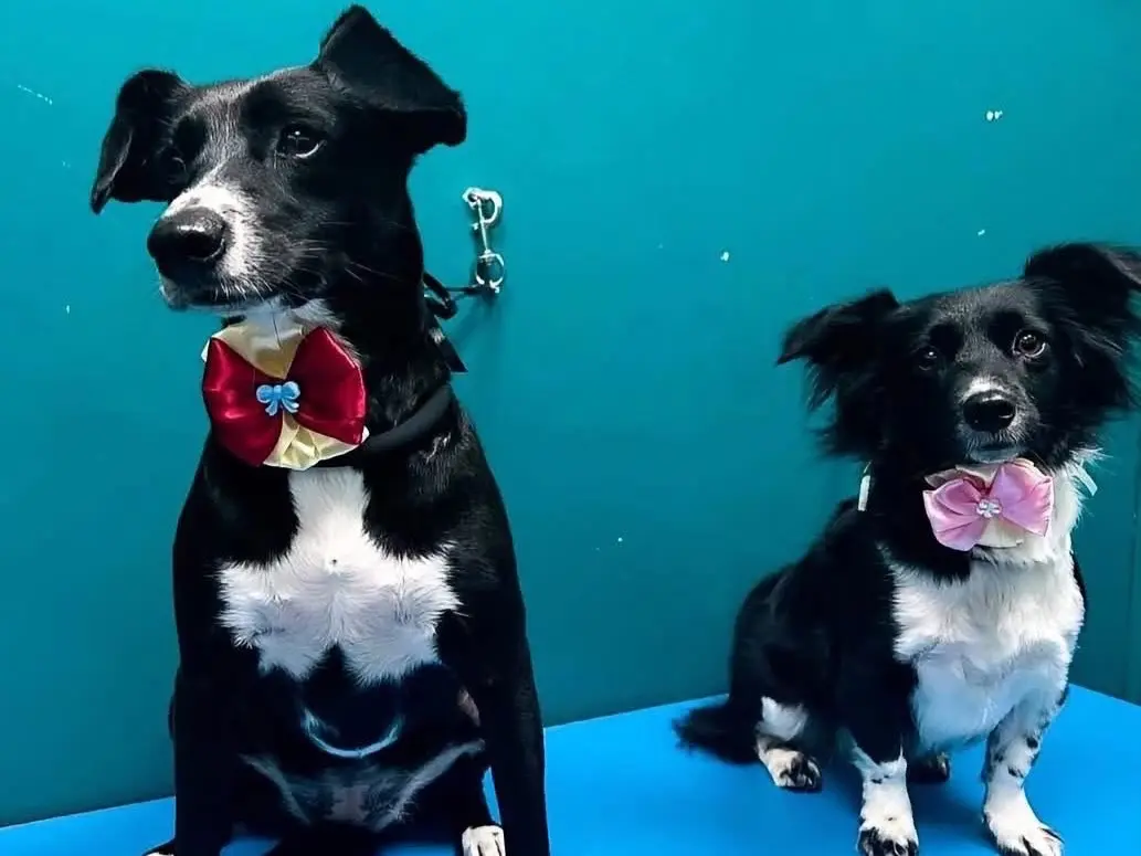 Adotta un cane, femmina, 6 anni e 1 mese, Latina