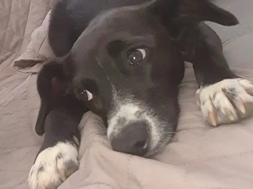 Vuoi adottare un cane a Latina?