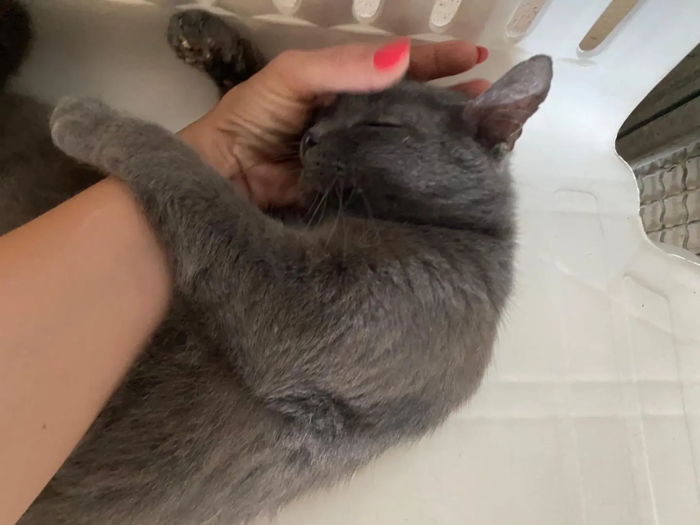 Vuoi adottare un gatto a Napoli?