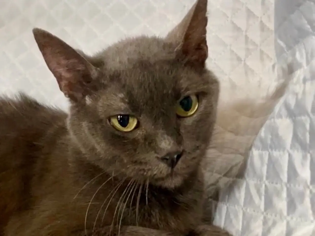 Adotta il gatto Bimba a Napoli