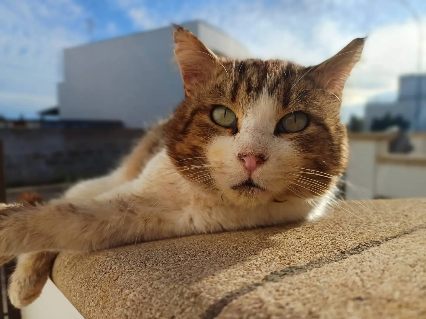 Adozione gatto, maschio, Razza sconosciuta Razza sconosciuta, 10 anni e 8 mesi, taglia non valida, Lecce