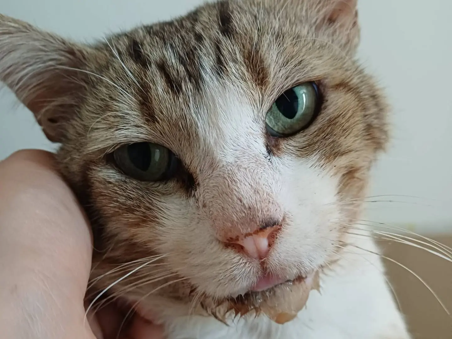 Vuoi adottare un gatto a Lecce?