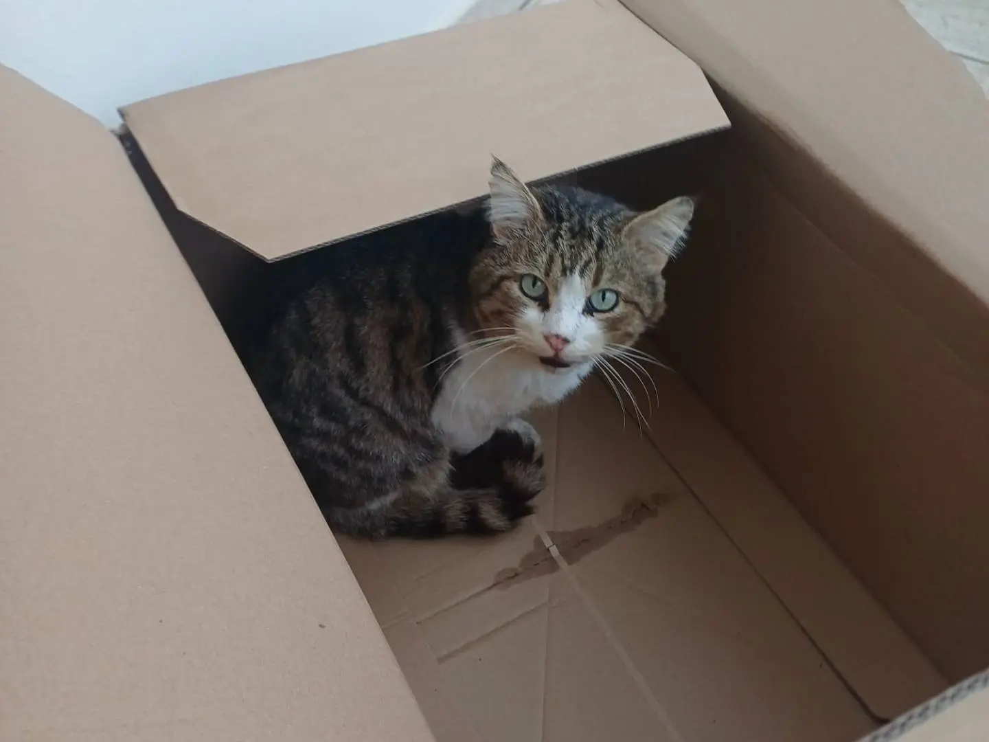 Adotta un gatto, maschio, 10 anni e 8 mesi, Lecce