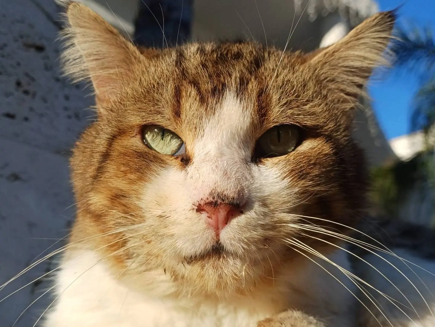Adotta un gatto, taglia non valida, maschio, Lecce
