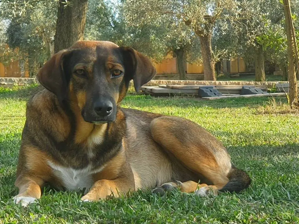 Adotta un cane, femmina, 6 anni e 5 mesi, Roma