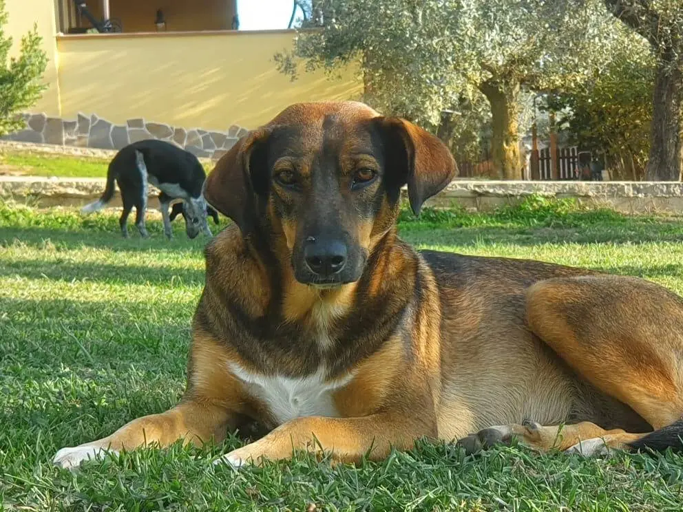 Adozione cane, femmina, meticcio, 6 anni e 5 mesi, taglia media, Roma