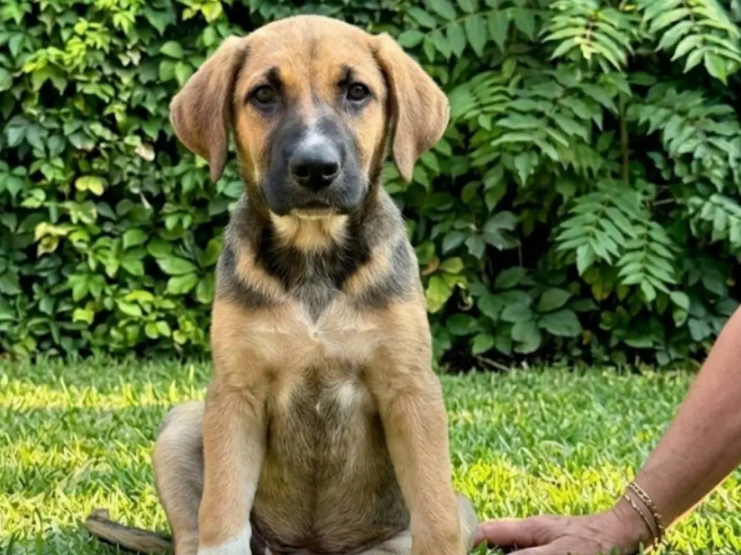 Adotta un cane, femmina, 8 mesi, Pavia