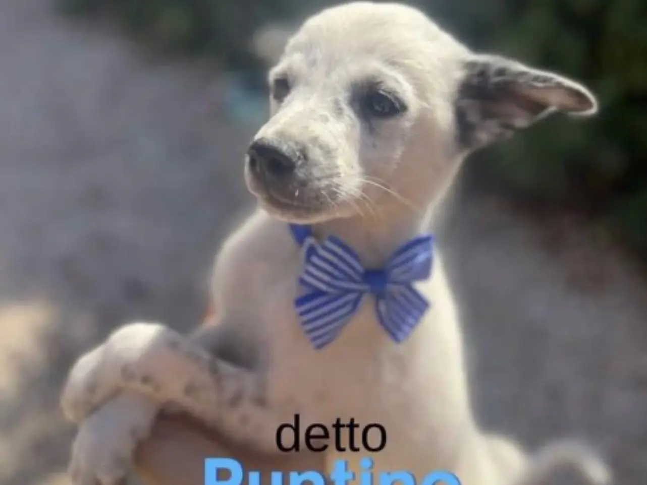 Adozione cane, maschio, Razza sconosciuta Razza sconosciuta, 1 anno e 6 mesi, taglia media, Bari