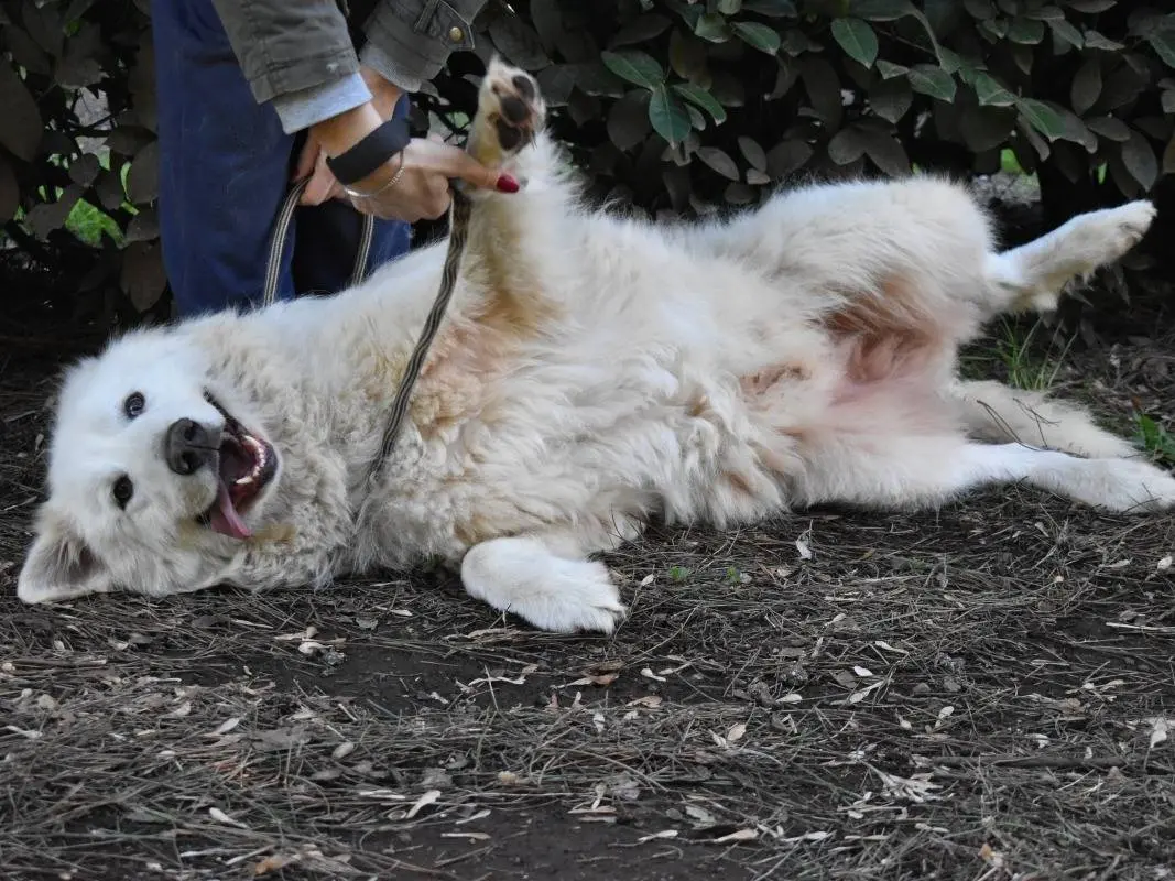 Adotta un cane, taglia grande, maschio, Roma