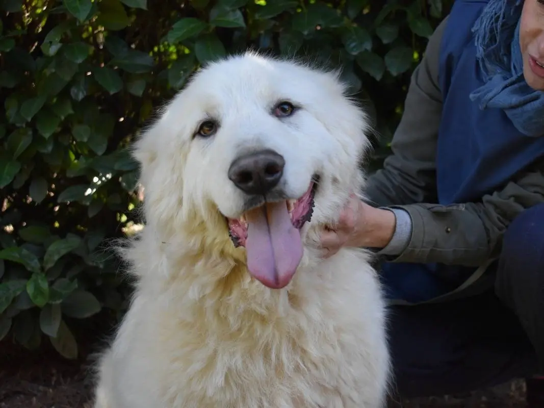 Adotta un cane, maschio, 6 anni e 11 mesi, Roma