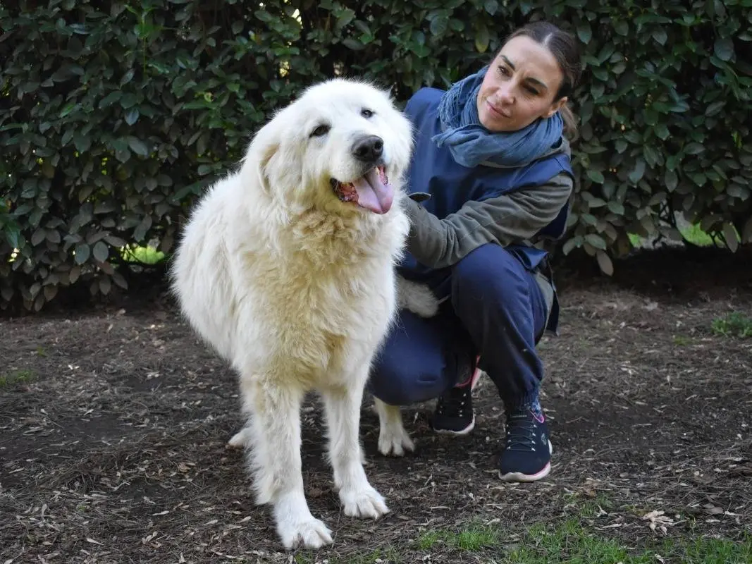 Adotta il cane Hadriano a Roma