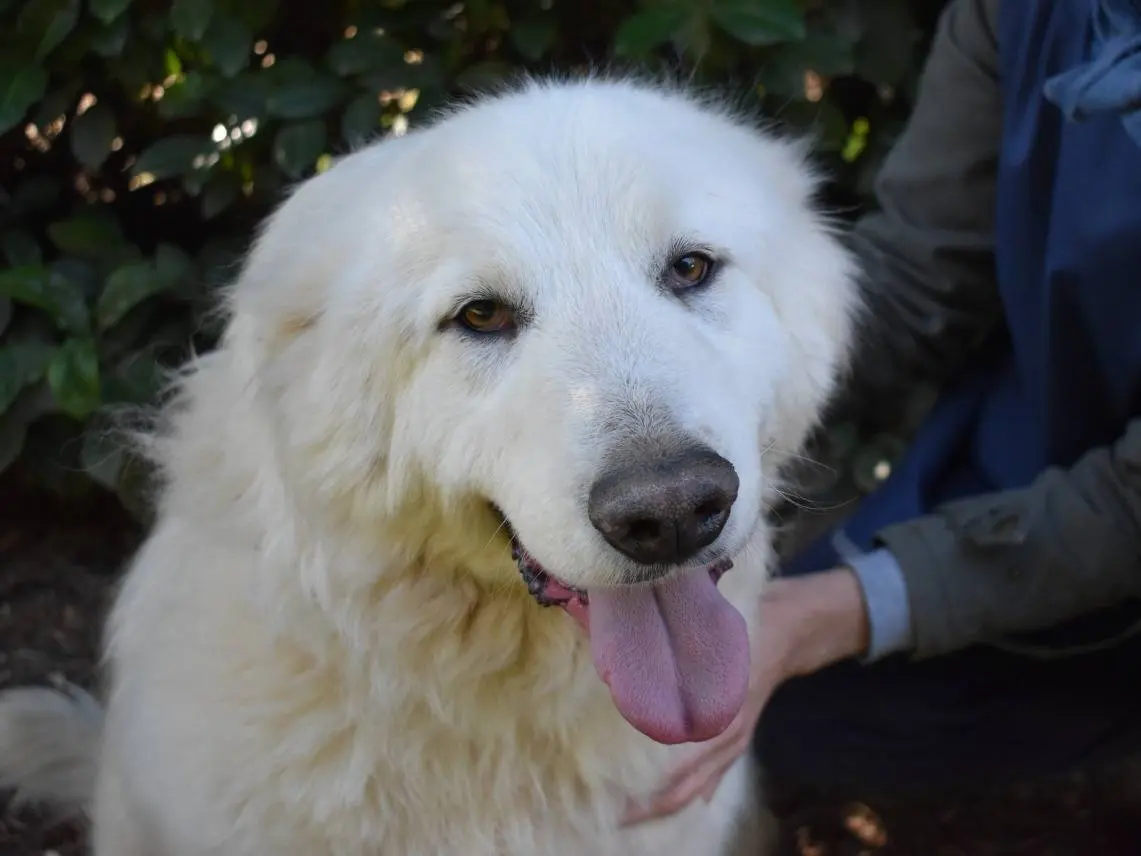 Adozione cane, maschio, Pastore maremmano Razza sconosciuta, 6 anni e 11 mesi, taglia grande, Roma