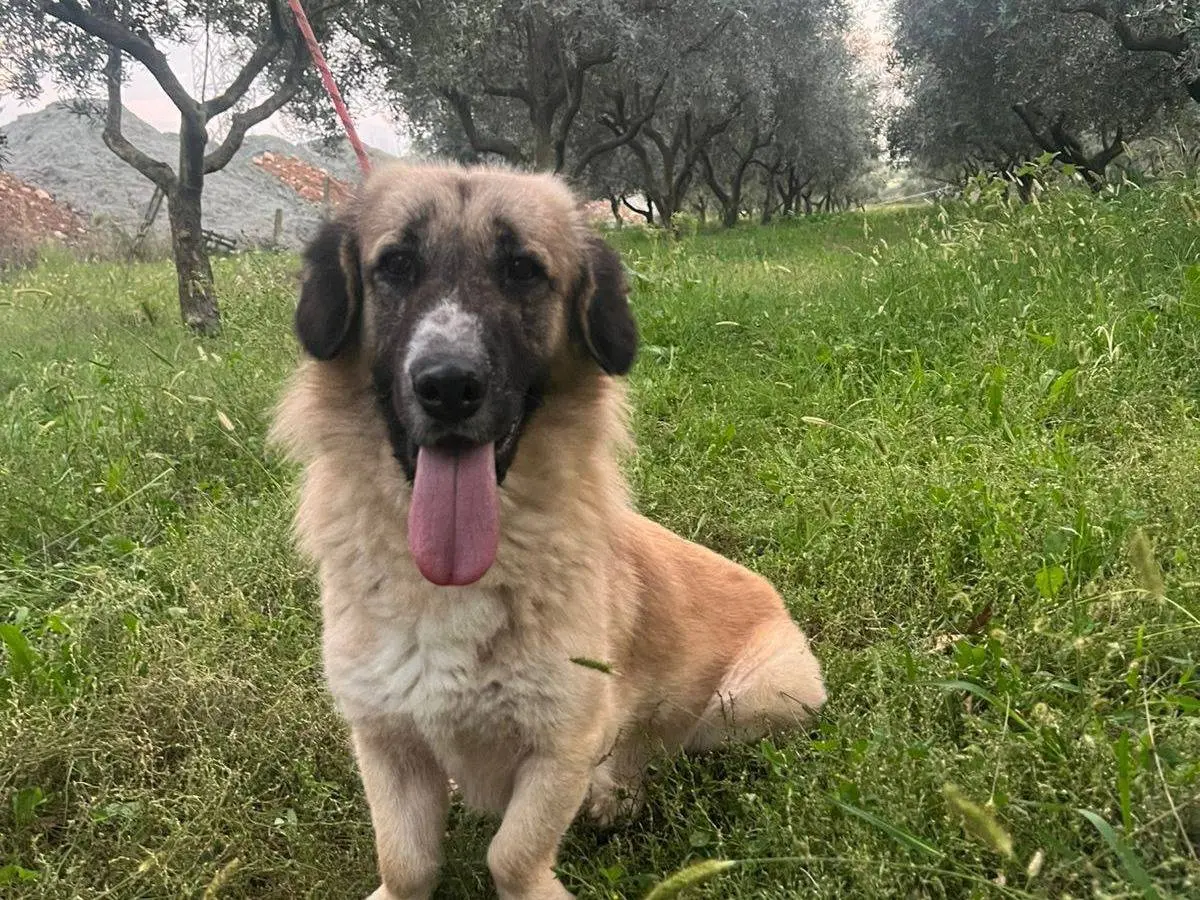 Adozione cane, maschio, Razza sconosciuta Razza sconosciuta, 2 anni e 10 mesi, taglia media, Torino