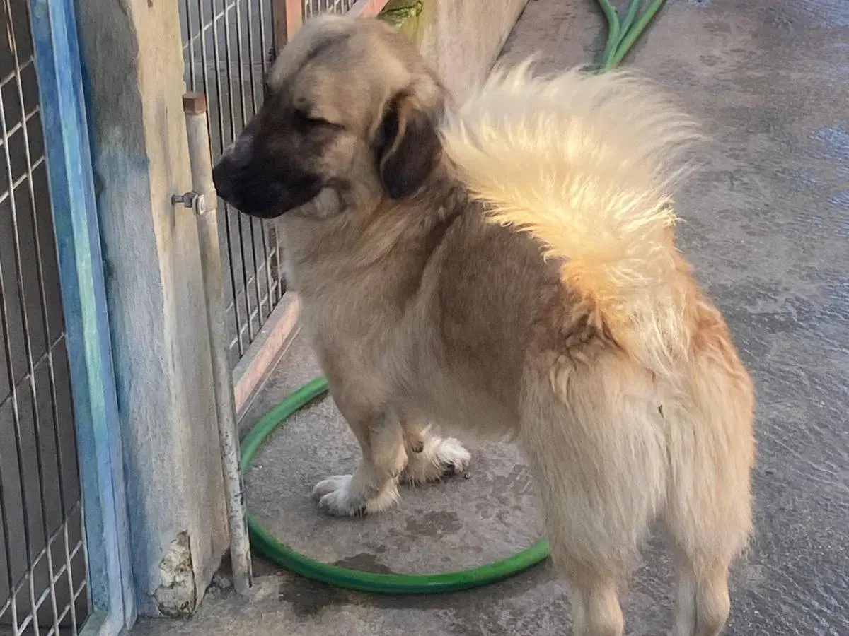 Adotta un cane, taglia media, maschio, Torino