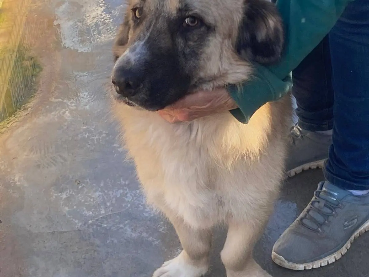 Adotta un cane, maschio, 2 anni e 10 mesi, Torino