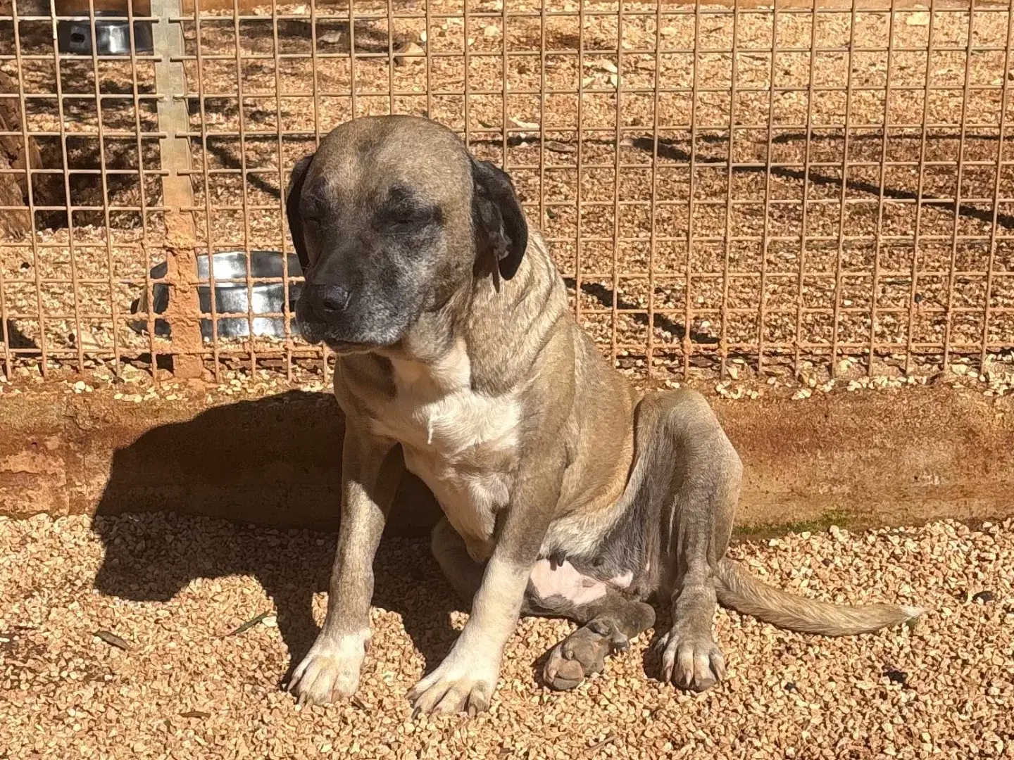 Adozione cane, femmina, Razza sconosciuta Razza sconosciuta, 4 anni e 4 mesi, taglia media, Taranto