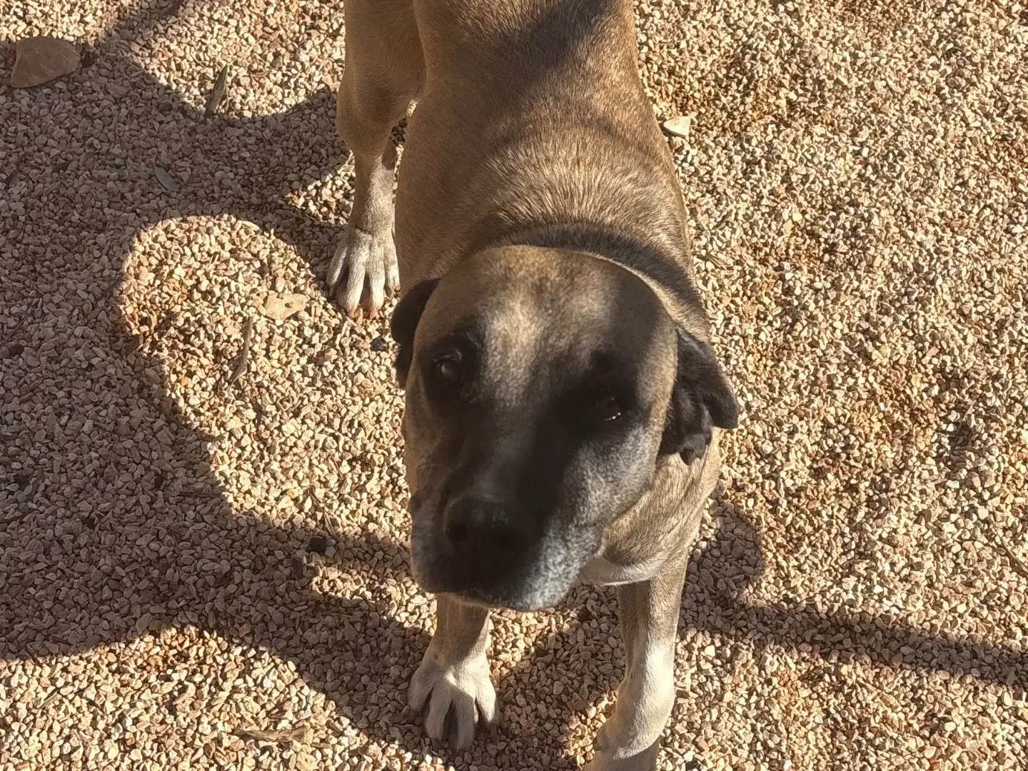 Adotta un cane, taglia media, femmina, Taranto