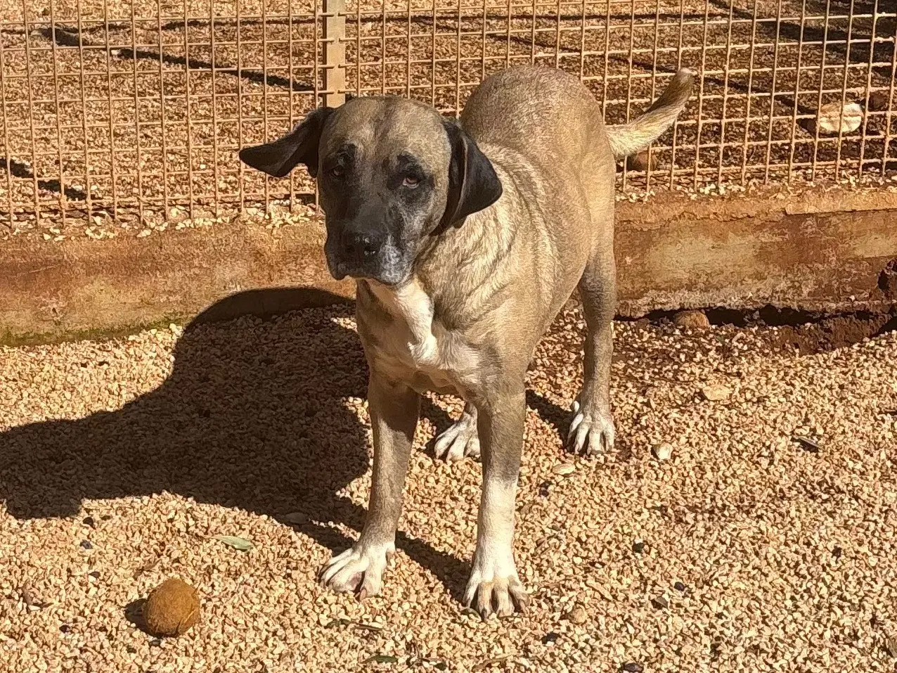 Adotta un cane, femmina, 4 anni e 4 mesi, Taranto