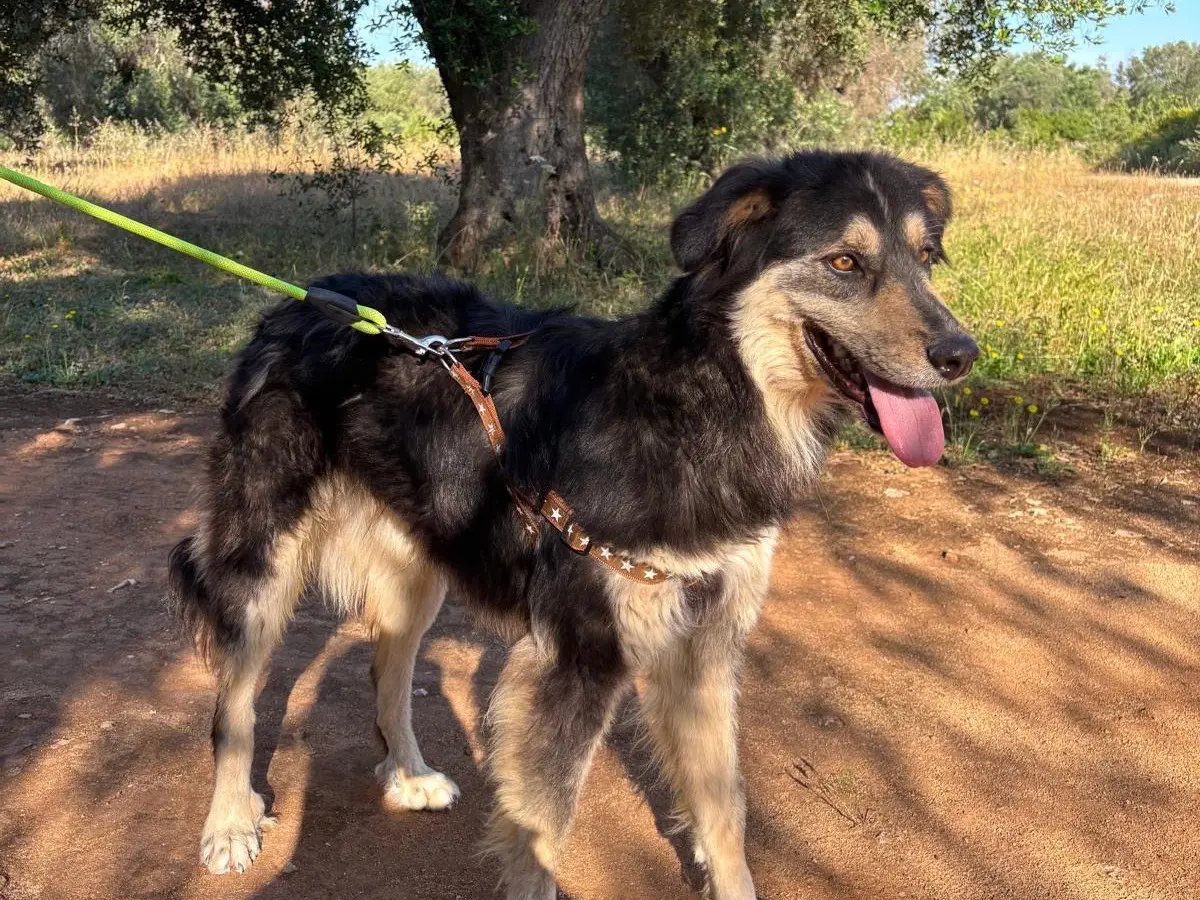 Adotta un cane, maschio, 2 anni e 1 mese, Taranto