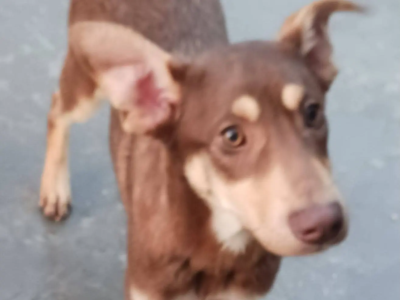 Adotta un cane, maschio, 1 anno e 3 mesi, Varese