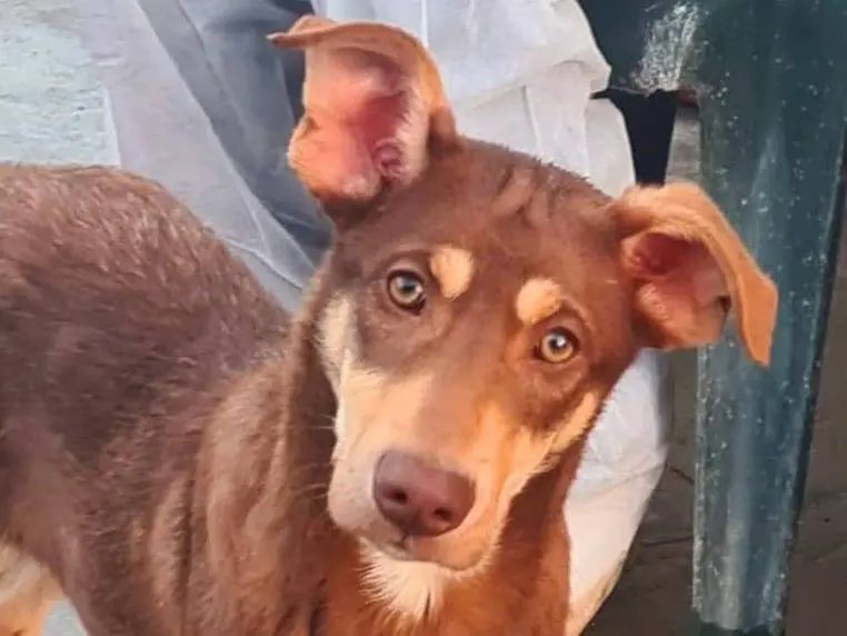 Adozione cane, maschio, Razza sconosciuta Razza sconosciuta, 1 anno e 3 mesi, taglia media, Varese