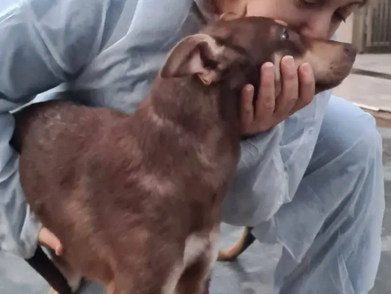 Adotta un cane, taglia media, maschio, Varese