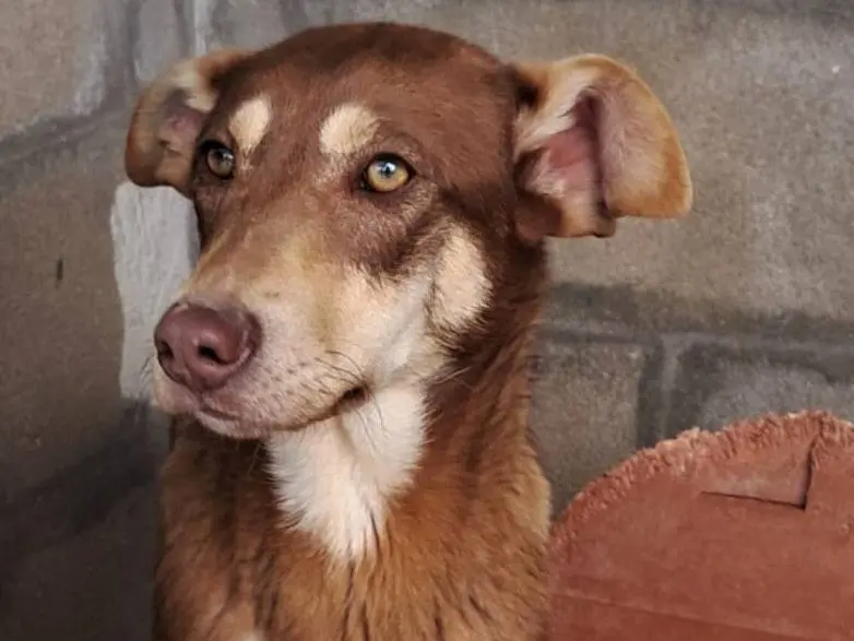 Adotta il cane Nutella a Varese