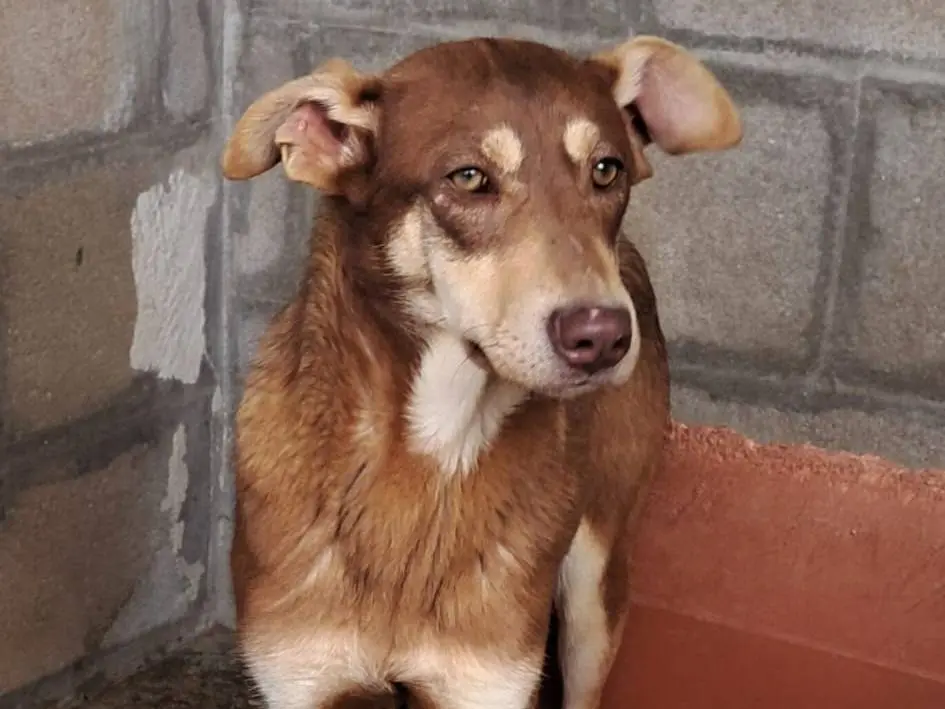 Vuoi adottare un cane a Varese?