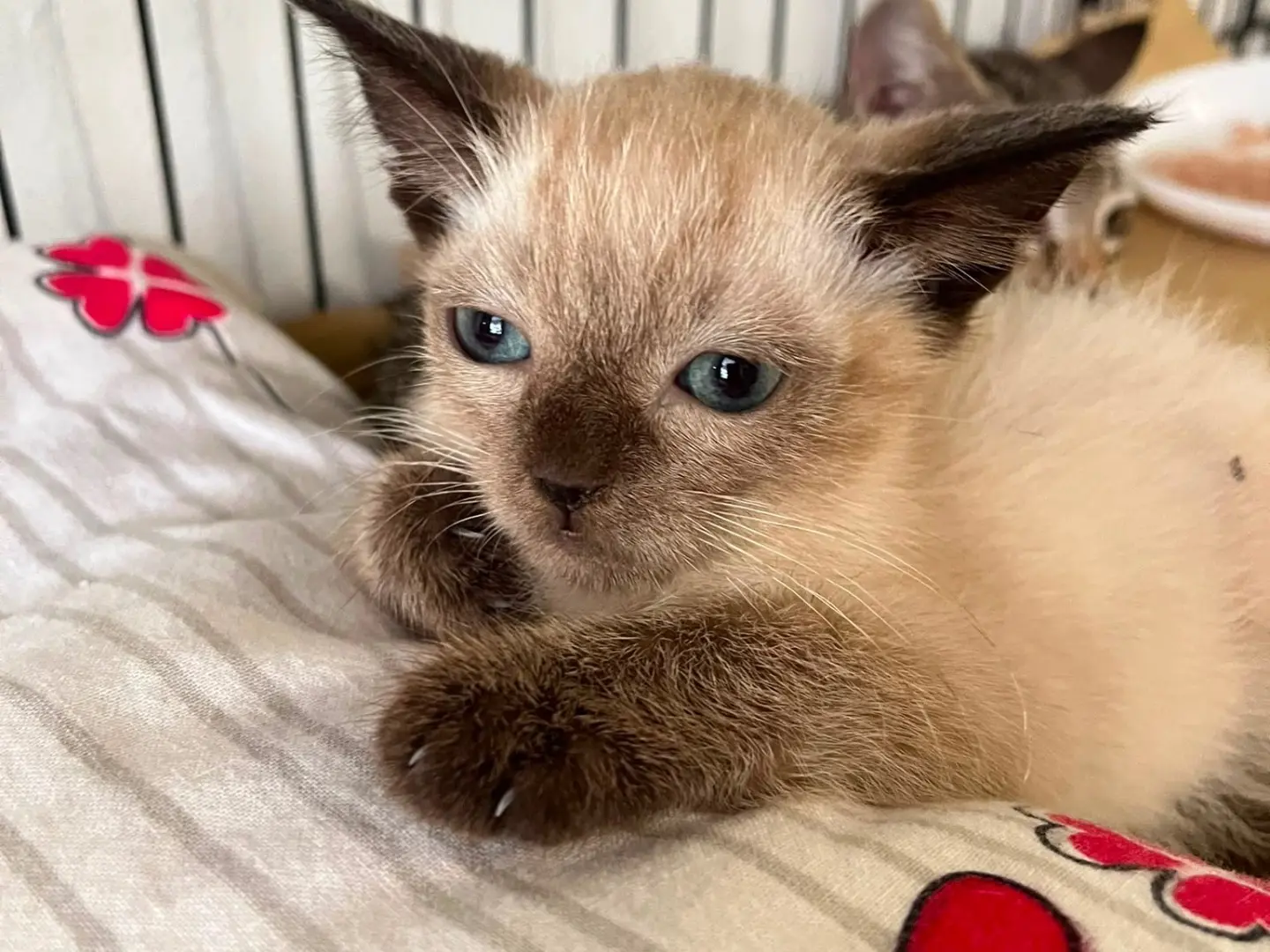 Adozione gatto, maschio, Razza sconosciuta Razza sconosciuta, 4 mesi, taglia non valida, Padova
