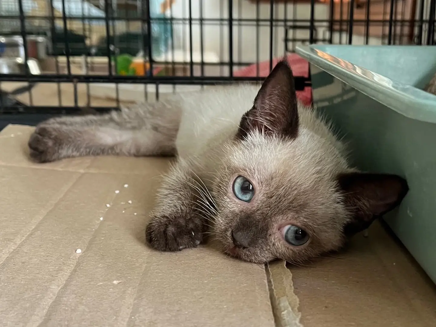 Adotta un gatto, maschio, 4 mesi, Padova