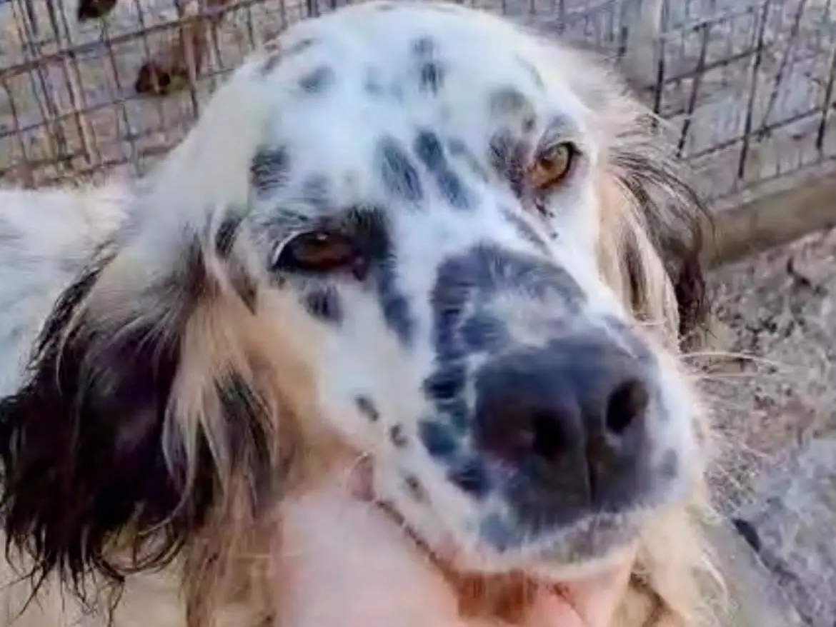 Adotta un cane, maschio, 6 anni e 8 mesi, Potenza