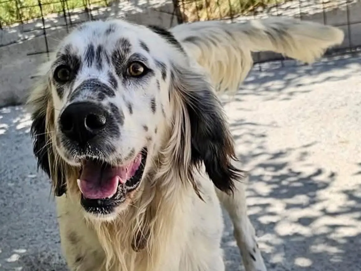 Adozione cane, maschio, Setter Inglese Razza sconosciuta, 6 anni e 8 mesi, taglia media, Potenza
