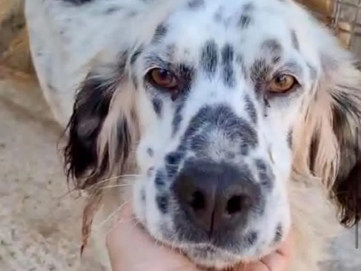 Adotta un cane, taglia media, maschio, Potenza