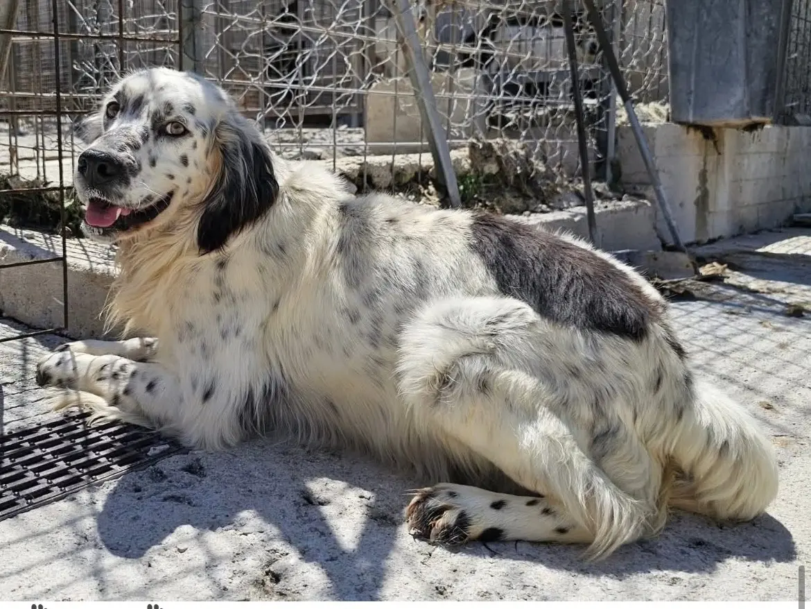 Adotta il cane Eric a Potenza