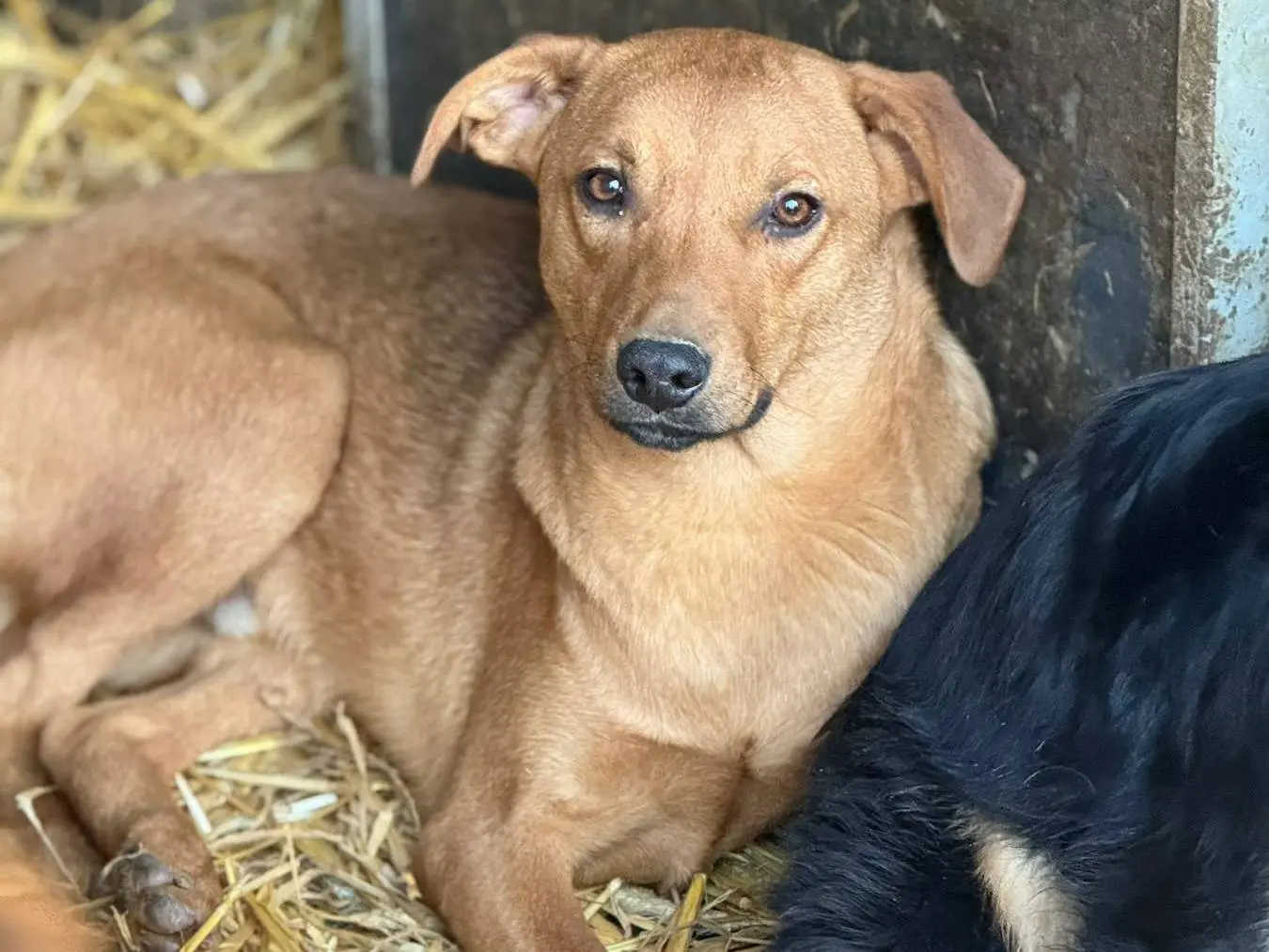Adotta il cane ARON e ARES a Firenze