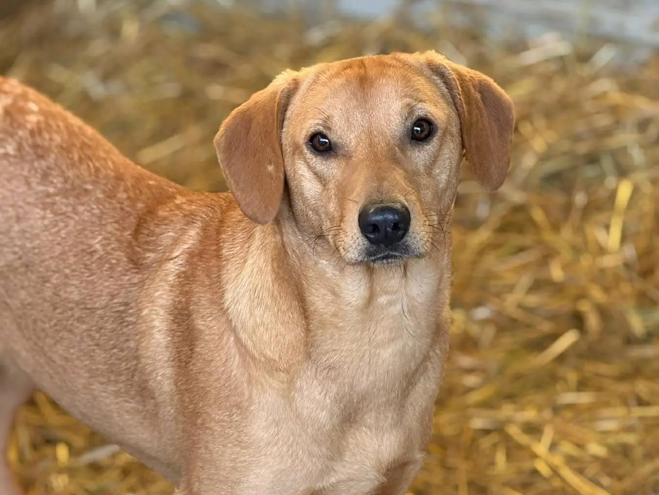 Adotta un cane, taglia media, maschio, Firenze