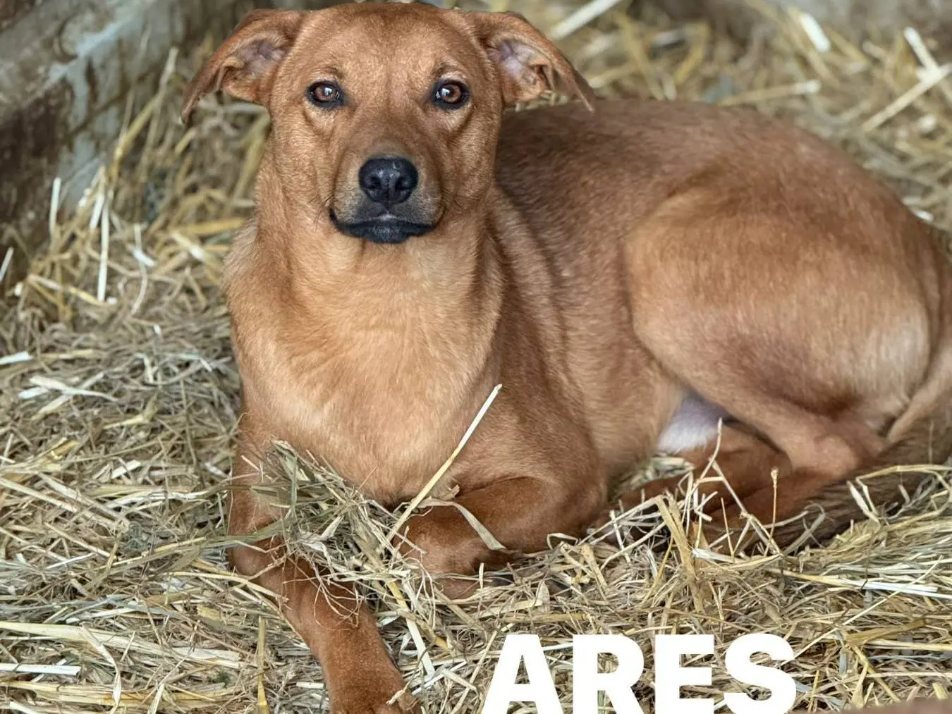 Vuoi adottare un cane a Firenze?