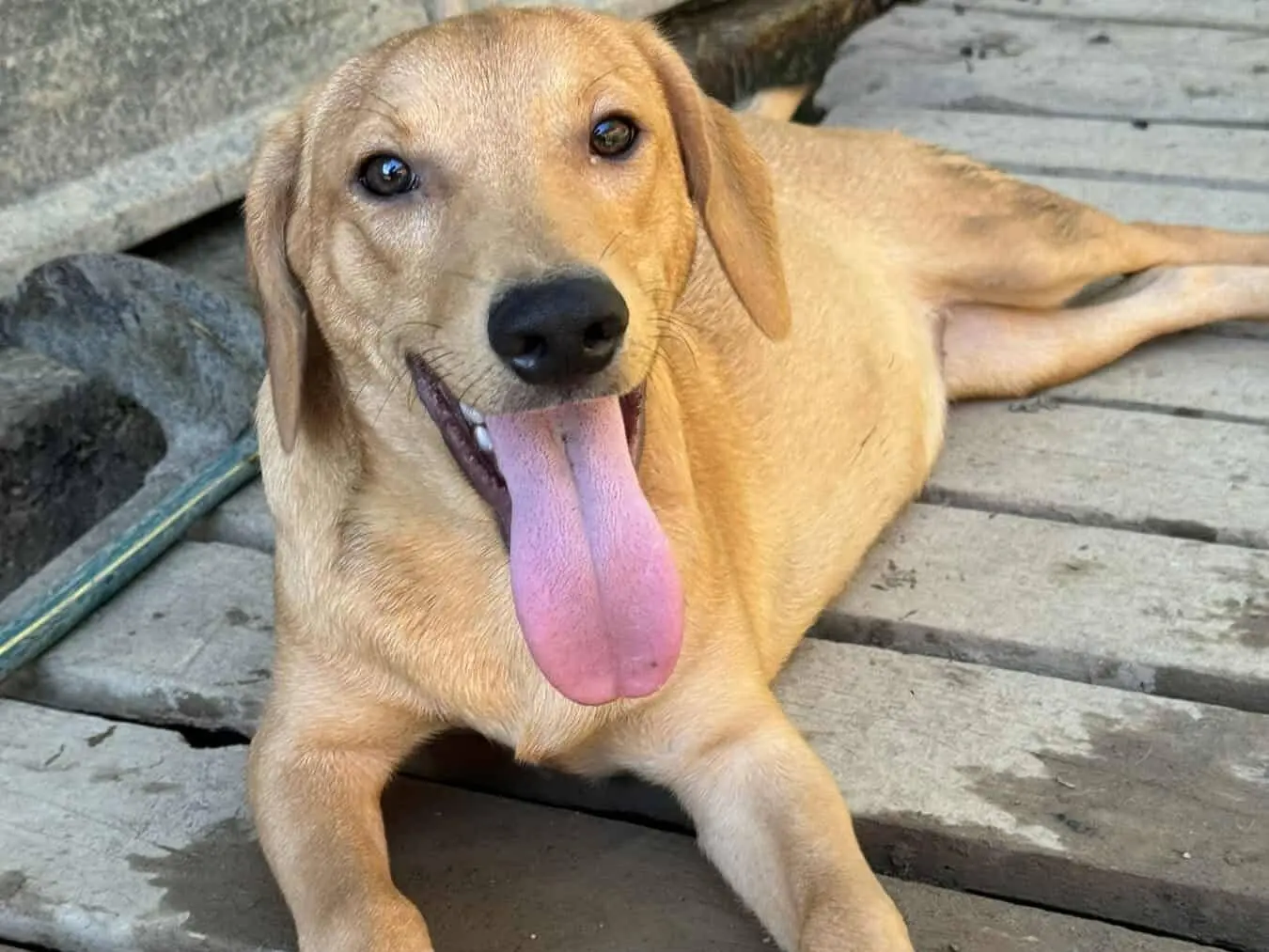 Adozione cane, maschio, Razza sconosciuta Razza sconosciuta, 1 anno e 2 mesi, taglia media, Firenze