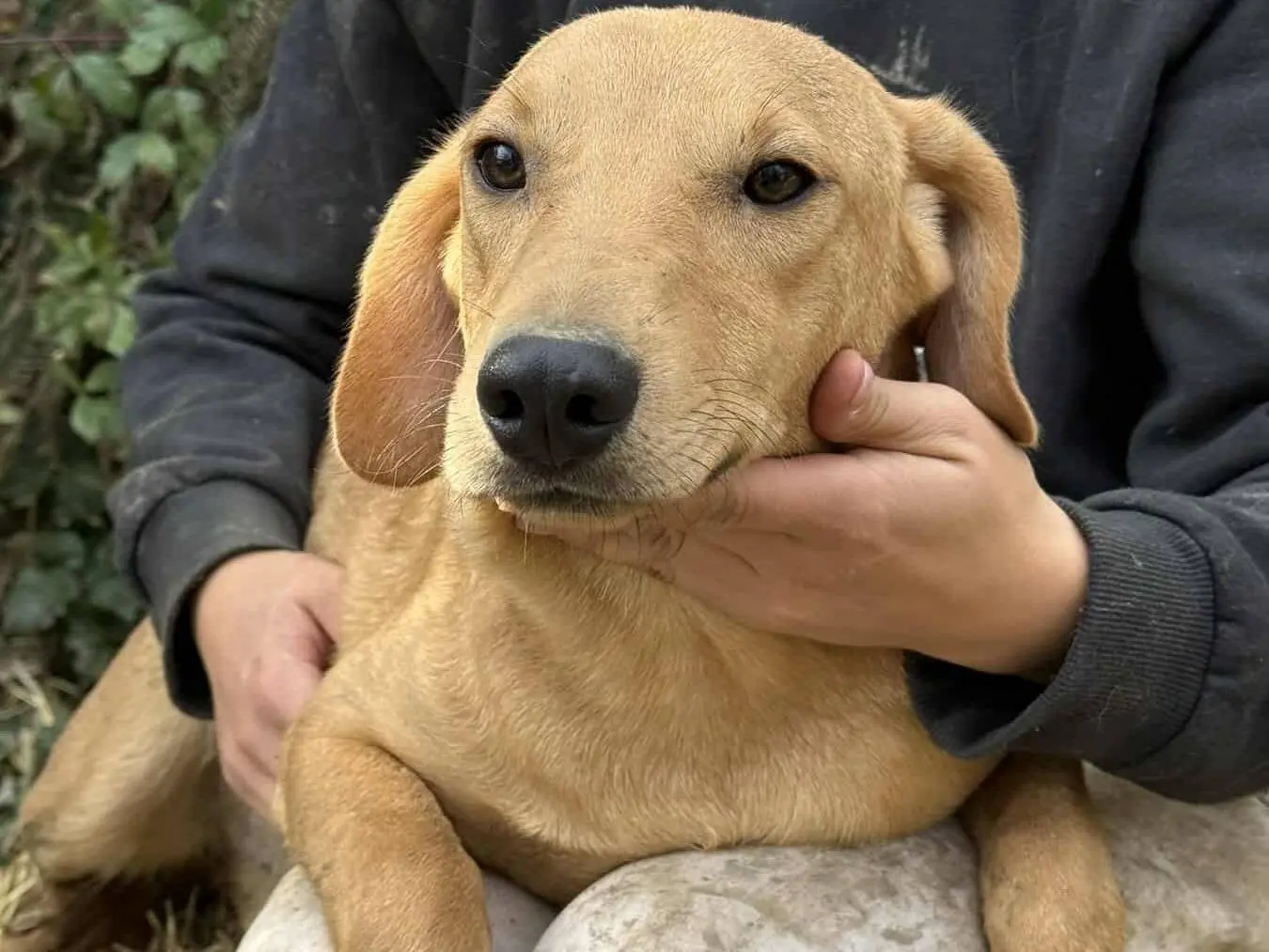 Adotta un cane, maschio, 1 anno e 2 mesi, Firenze