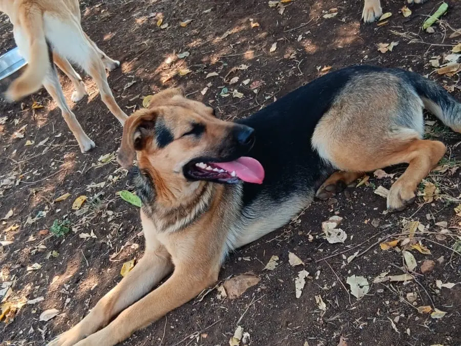 Adotta un cane, femmina, 2 anni e 5 mesi, Latina