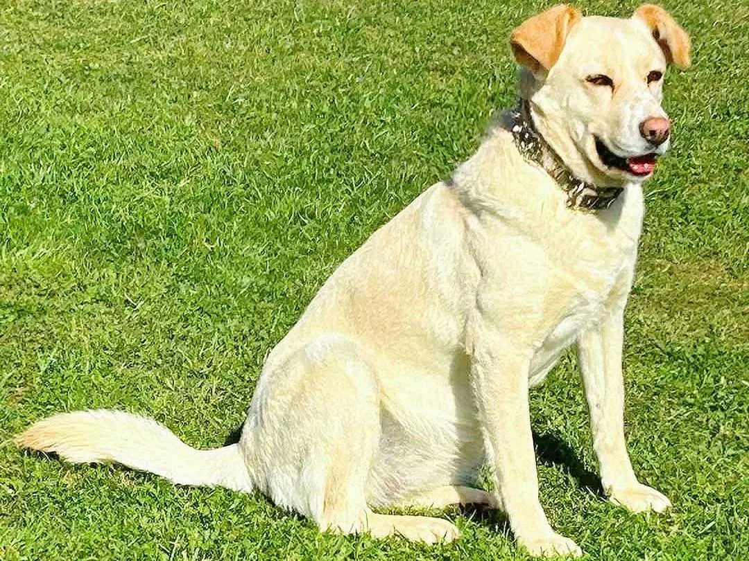 Foto 3 dell'animale