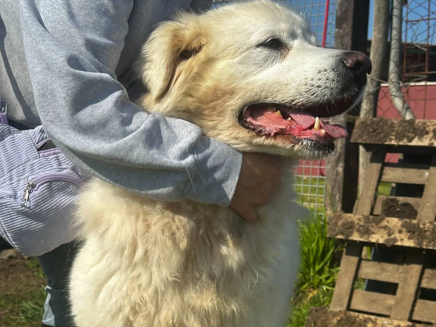 Adotta un cane, femmina, 6 anni e 5 mesi, Latina