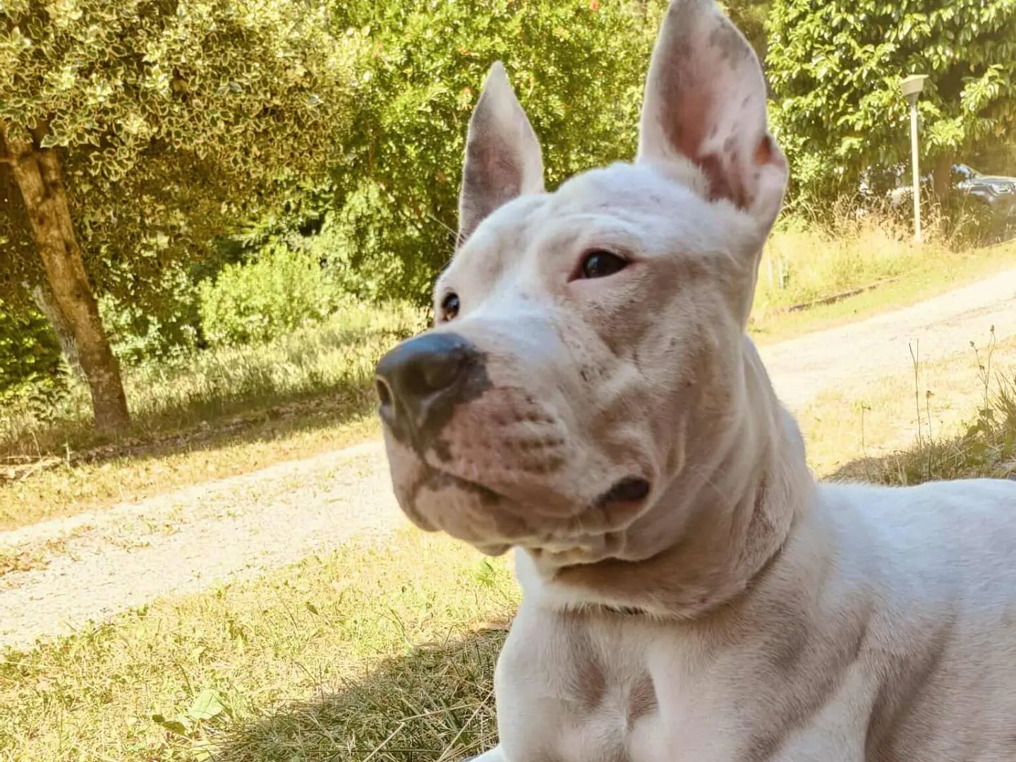 Adotta un cane, femmina, 3 anni e 3 mesi, Ferrara