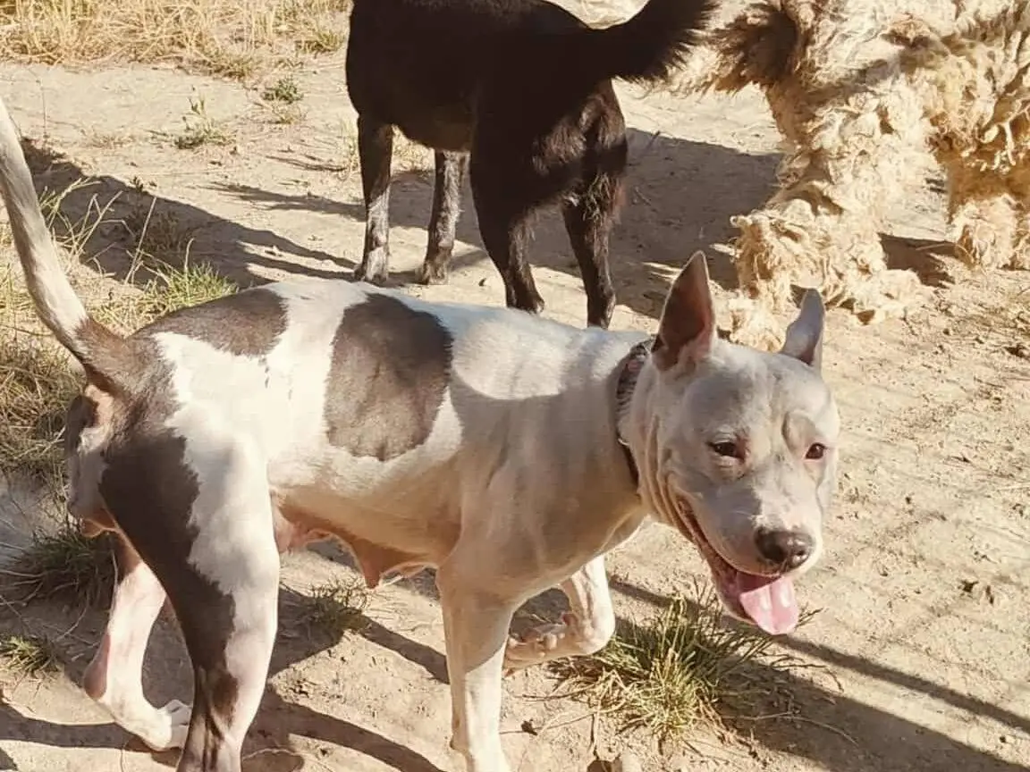 Vuoi adottare un cane a Ferrara?