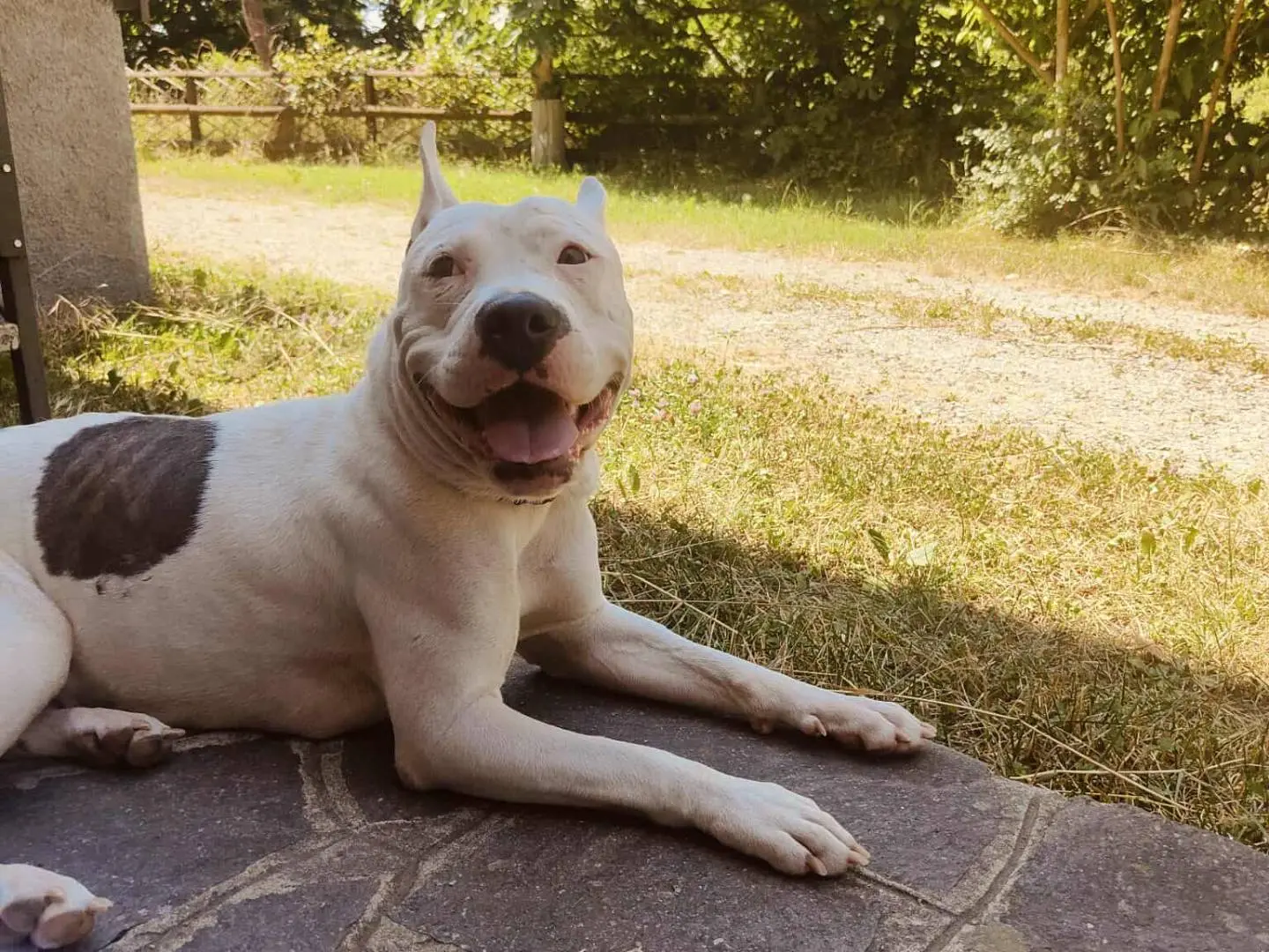 Adozione cane, femmina, Razza sconosciuta Razza sconosciuta, 3 anni e 3 mesi, taglia media, Ferrara