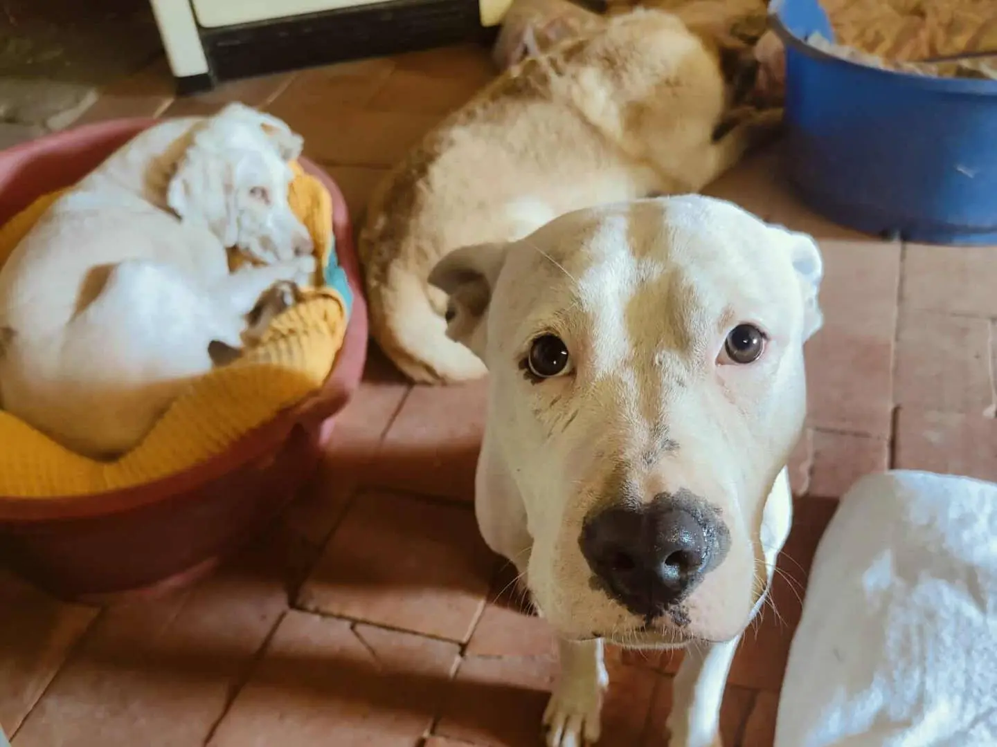 Adotta un cane, taglia media, femmina, Ferrara