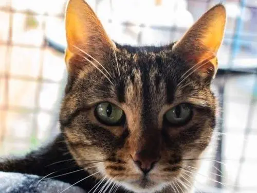 Adozione gatto, femmina, Razza sconosciuta Razza sconosciuta, 14 anni e 7 mesi, taglia non valida, Monza